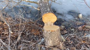 Habitat Hints: MDC's Tory Mason tells us why hinge cutting trees around a pond can be great for aquatic habitat. Learn more in the video below. | Missouri Dept. of Conservation