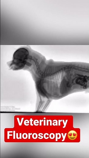 Veterinary Fluoroscopy #radiology #vet #diagnosis Veterinary videos| Animal Videos