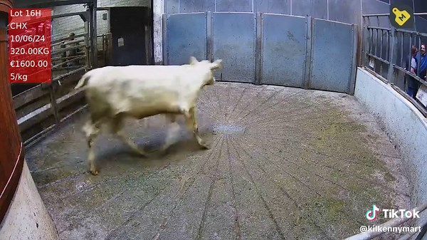 PRICE OF THE DAY IN THE HEIFER RING 12.06.25 BREED: CHX WEIGHT: 320KG PRICE: €1600 #kilkennymart #kilkenny #mart #martbids #cattle #livestock #heifer #farmers #farming #fyp