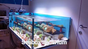 Ati straton pro 153 😎😎😍 | Seabox Aquarium