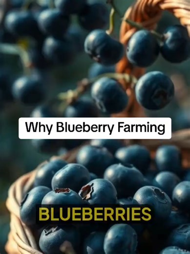 Why Blueberry Farming Source Notes U.S. Department of Agriculture — Georgia blueberry production statistics University of Georgia Cooperative Extension — blueberry industry development New Georgia Encyclopedia — agriculture in southeast Georgia Georgia Department of Agriculture crop reports #PeachState #LocalHistory #SouthernHistory #MapHistory
