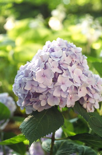 When to Fertilize Hydrangeas to Keep Your Garden Looking Gorgeous