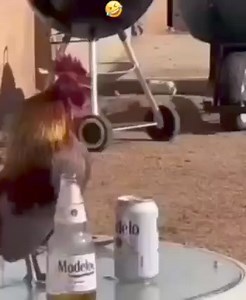 Voilà le retomber quand tu veux tout goûter 😂😂😂 #reelsfb23 #viralreelsfb #reels2024 #reelsinstagram #viralpage #followforfollowback #youth #funnyvideos #funtimes #chicken | DATA Base