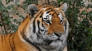 Discover stunning tiger and wildlife video featuring majestic predators like Bengal tigers, Siberian tigers, and big cats. Perfect for designs, nature projects, and safari themes.