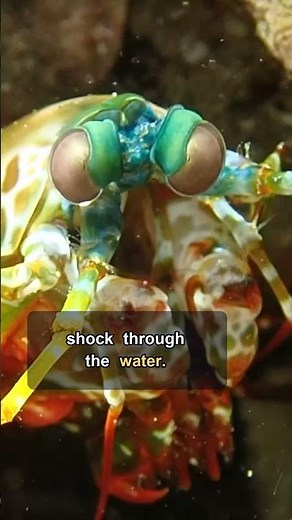 The Mantis Shrimp'S Punch Makes A Bubble Weapon #MantisShrimp #AnimalScience #Wildlife