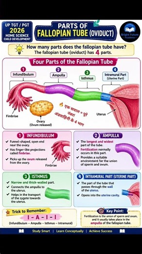 Fertilization in Ampulla | Fallopian Tube | UP TGT PGT 2026💯🔥