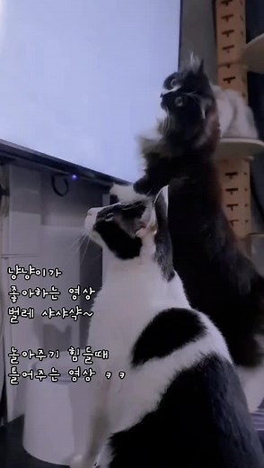 #고양이가좋아하는영상 틀어줌 #여섯냥이집사 #고양이 #cat #안산단원구초지동고시원 #단원구 #초지동 #단원병원 #이마트 #안산시쉐어하우스 #sharehouse #고시원 #cosiwon #기숙사 #원룸 #단기숙박 #출장 #korearoom #인도네시아 #안산일자리
