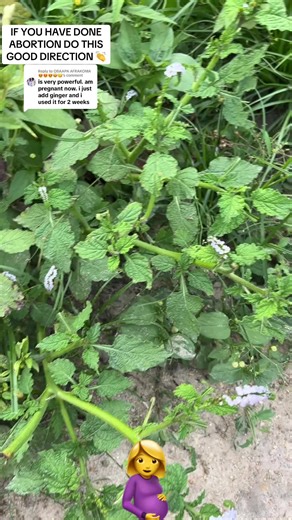 Replying to @OBAAPA AFRAKOMA 😍😍😍🤩😋 IF YOU HAVE DONE ABORTION DO THIS GOOD DIRECTION 👏