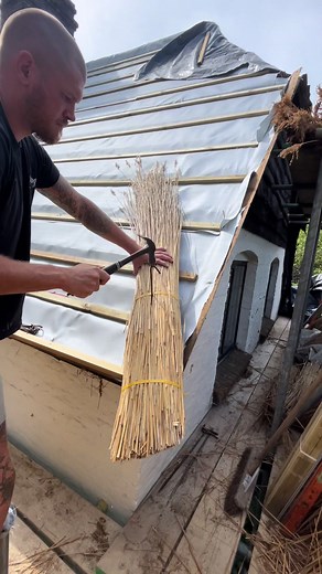 Water Reed Thatching Roof: Laying New Reeds Step by Step