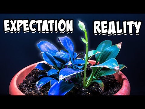 I Planted "Blue" Hosta and Waited 222 Days (Time-Lapse)