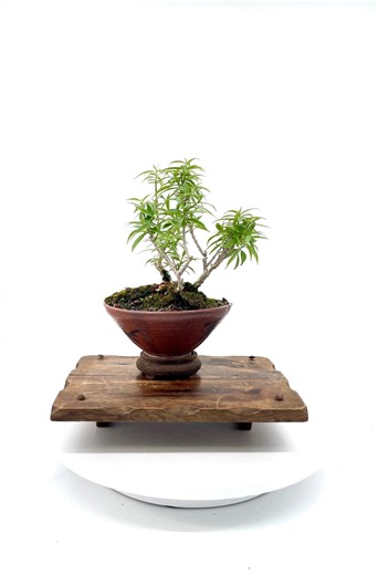 Rare Dwarf Allamanda Bonsai Tree: Shohin Size, Multi-trunk Styled Plant in Glazed Pot - Etsy Canada