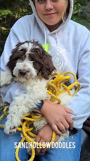 Springerdoodles- perfect for your adventure! Www.sandhollowdoodles.com #springerdoodle #minidoodle