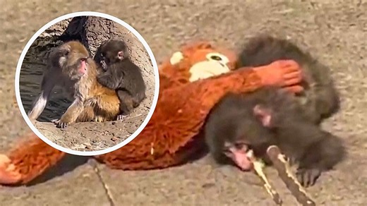 Einsames Kuscheltier-Äffchen: „Punch“ findet endlich Freunde
