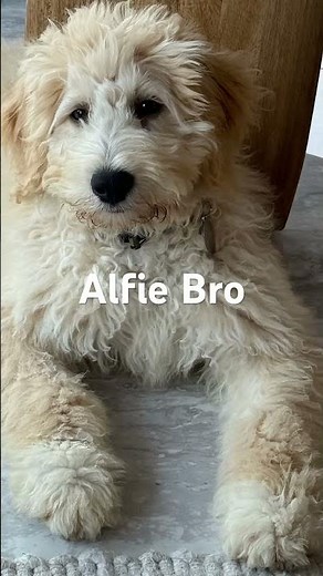 The life of Alfie the Bordoodle — a 12-week-old pup on a mission to get famous online! 🐶✨