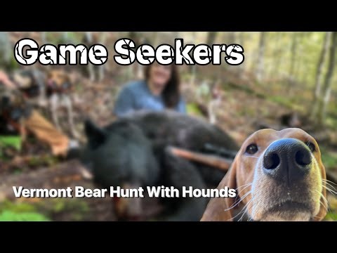 Hunting bears with hounds!