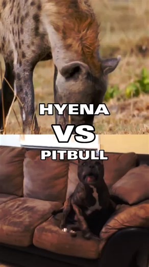 Dog Nerd Battles Hyenas and Pitbulls: Real Showdown