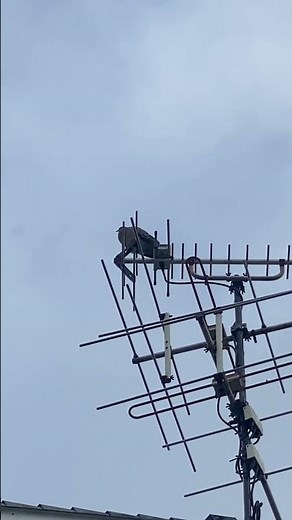［自然音］よく聞く謎の音の正体 #キジバトの鳴き声 ハト #自然音 #ハト