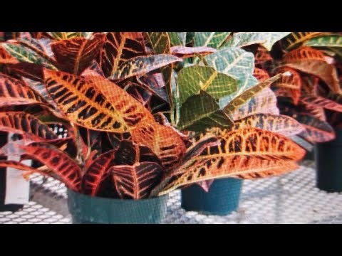 How to care and Grow house Croton Plant From Leaves