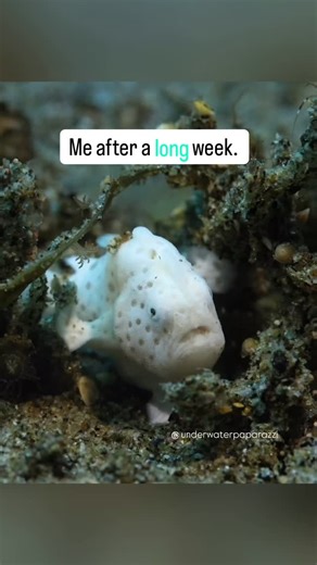 Dive Day 10 - It only took me 36 dives to get this shot I wanted. 🤣 Last dive on the last day I sat with this little Frogfish for at least 15 min and finally gave me the classic froggy yawn. Or it was bored with me… not sure which. 🤣 Fun facts: Frogfish yawn for 3 reasons, in defense to ward off other frogfish, before eating to realign its jawbones, or after eating to get rid of items it didn’t want or can’t digest. I think this yawn was a pre meal yawn. I watched it wiggling its little Fishin