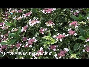 Hydrangea petiolaris. Garden Center online Costa Brava - Girona.