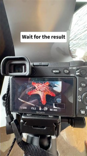 Starfish | Cinematic Macro Video | Sony A6600 🌊⭐