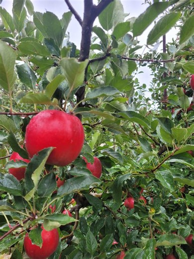 Connecticut apple orchard named best in nation: USA Today Top 10