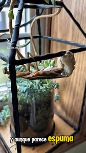 Mantis realizando puesta de huevos también conocida como Ooteca #zoologia #biologia #fblifestyle | Biología Al Instante