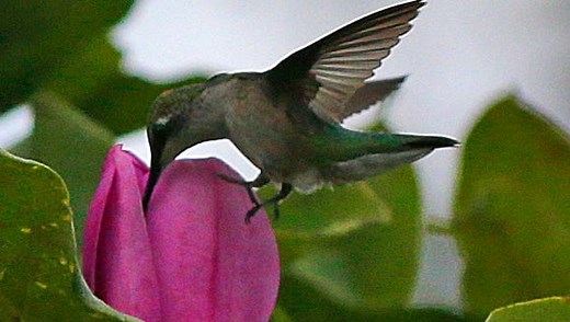 Millions of birds have already migrated south for winter. What to know about fall migration in Wisconsin.