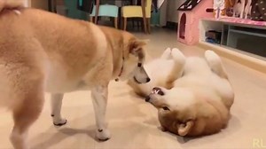 254K views · 4.7K reactions | Shiba gets a Bamboozle Part II Source: https://www.youtube.com/watch?v=NydRZUXMRXM | Sleepy de la Doggos | Facebook