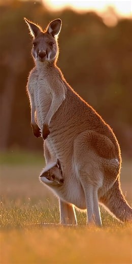 Joey’s First Pouch Return 🦘💛 Heart Melting Sunset Moment #shorts