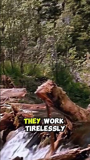 Bear Chases Beaver in the Wild! 😱🦫