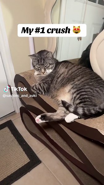 Sashimi is such a cute cat 😻