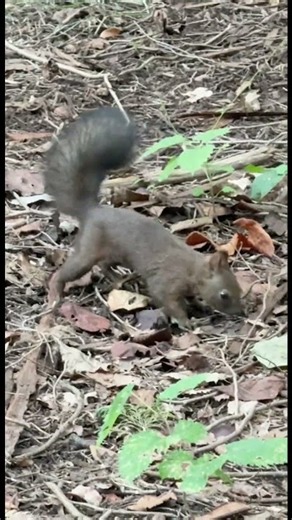 自然の宝庫 札幌市の公園
