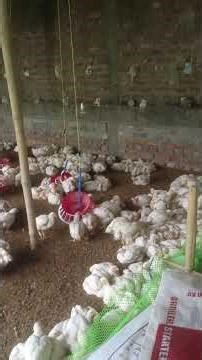 27 Day's Old Birds in Our Poultry farm,ll#broiler #poltry #assam #dhubri #new #forming #viral #india