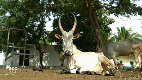 Integrated farming: The future of agriculture in Tamil Nadu?