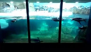 Kansas City Zoo & Aquarium on Reels