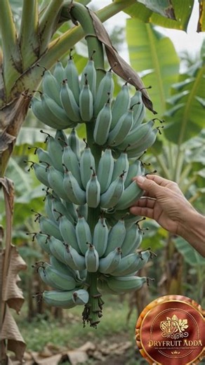 From Seed to Scoop: The Amazing Blue Java Banana! 🍌✨