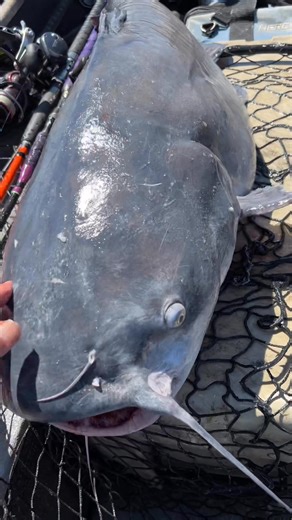 Should I get a bigger cooler #catfish #catfishing #catfishfishing | Catfish Dave