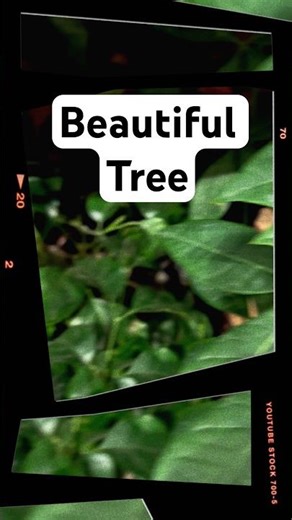 Elegant Decorated Tree #nature