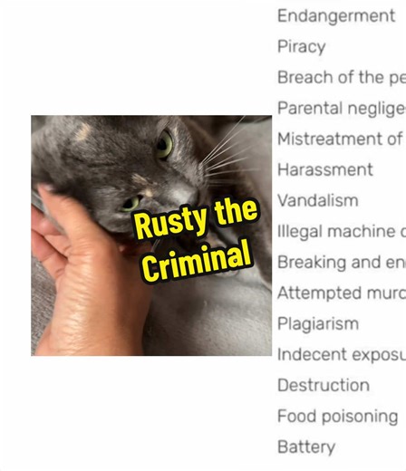 The way Rusty fights her son or plays with mice before she crunches on their bones needs to be studied…. My lil fluff-a-lump 🥰 #cat