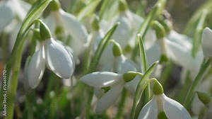 Snowdrop pollinated by bee during early spring in forest. Snowdrops, flower, spring. White snowdrops bloom in garden, early spring, signaling end of winter. Slow motion, close up