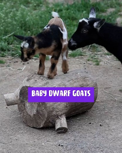 2.6K views · 102 reactions | These baby dwarf goats are the definition of adorable  - (Via: SWNS / Nashville Zoo / AMAZING ANIMALS+ / TMX) #BabyGoats #DwarfGoats #CuteAnimals #GoatLove #AdorablePets | Incredible Tails | Facebook