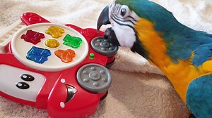 2.4K views · 522 reactions | All babies need to play and explore | Macaws Australia | Facebook