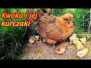 Zobacz jak kwoka broni swoich dzieci | Kwoki i kurczaki