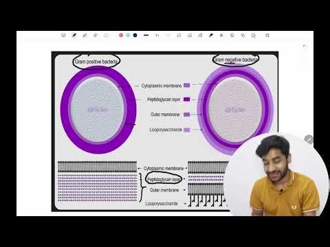 🔬 Gram Staining | Complete Practical | Block 7 OSPE | High Yield & Easily Explained
