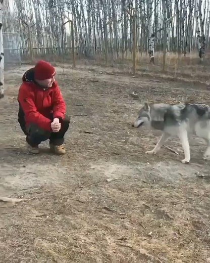 A Wolf Barking