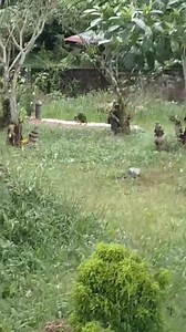 163K views · 3.5K reactions | Balik je sekolah minta ibu bwk p rumah...