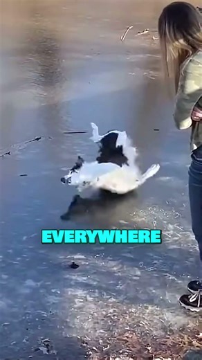 Don't Jump Into An Ice Lake 🧊