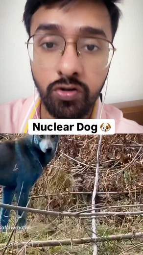 Blue Dogs Of Chernobyl: Mystery Behind The Viral Video Of Blue-Furred Dogs Sparks Concern On Social Media | Extra Ordinary