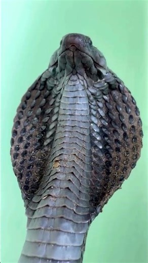 The Real Sound of a King Cobra 🔊😱